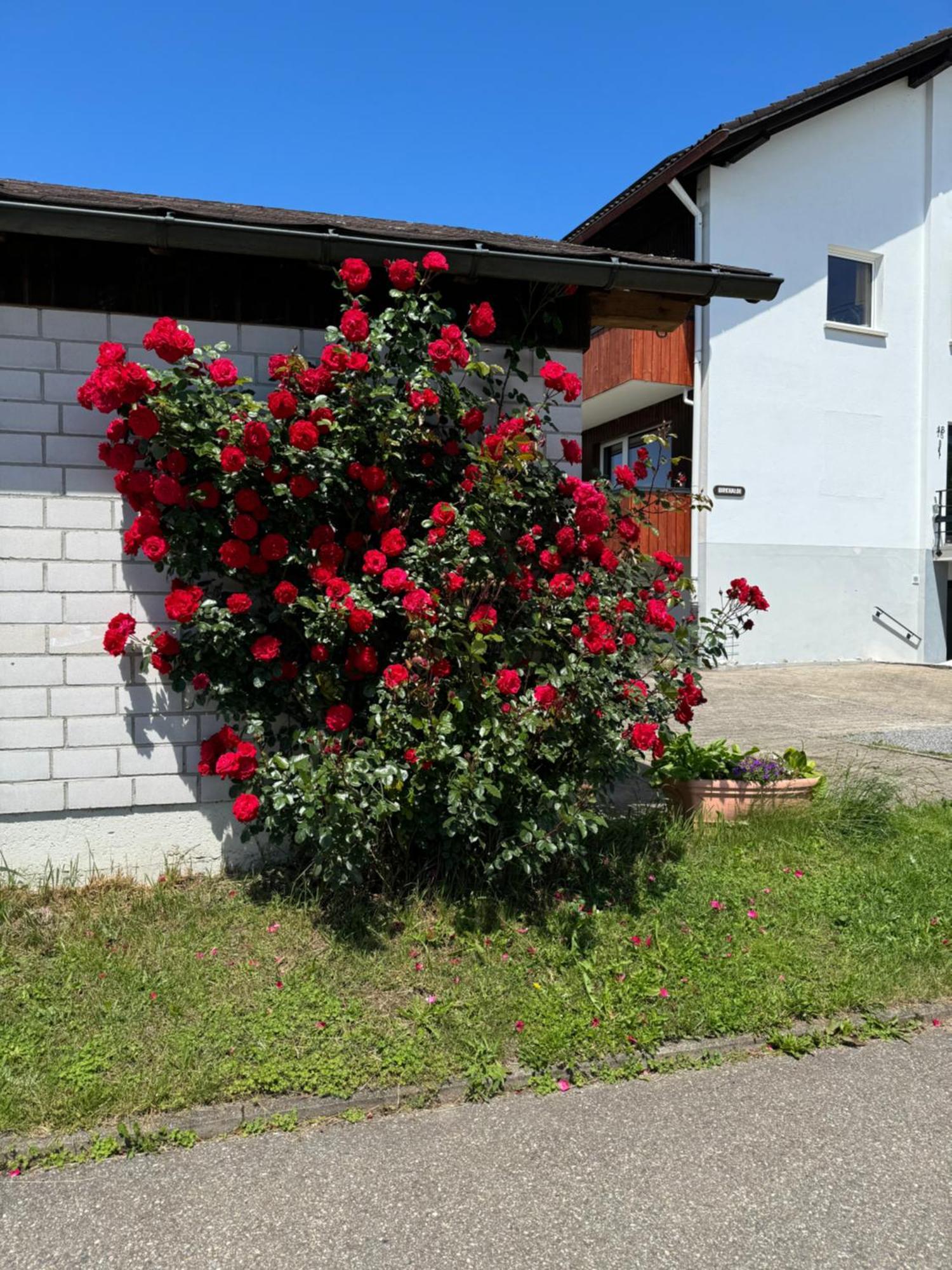 Appartement Haus Waldeck à Ühlingen-Birkendorf Extérieur photo